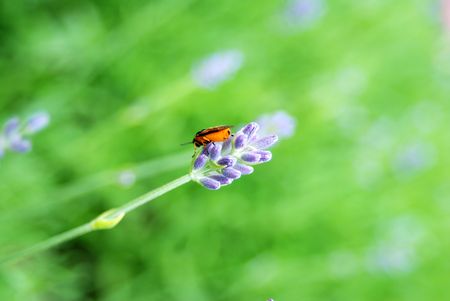 abstraction of the insectの写真素材