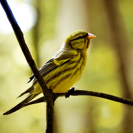 Siskin (Carduelis spinus) perched on a branchの素材
