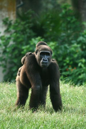 Gorilla on the grass
