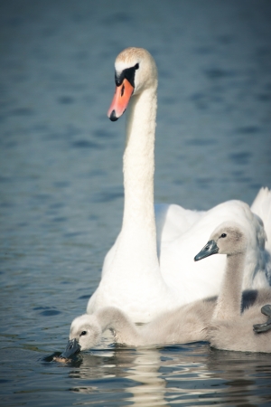 Picture of a swan and two swan babies in the river の写真素材