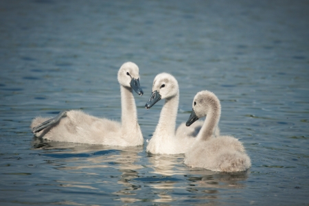 Picture of three beautiful swan babies in the river の写真素材