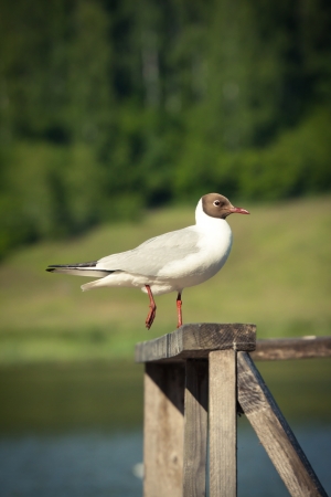 Picture of a sea-gull sitting on the wooden fence の写真素材