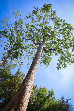 Picture of tall green tree in the forestの写真素材