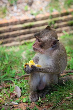 Monkey eating a banana sitting on the grassの写真素材