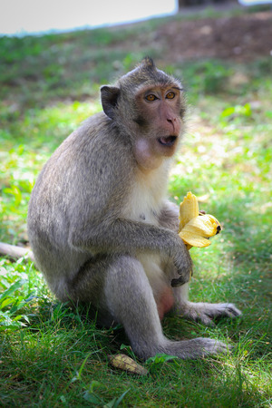 Monkey eating a banana in the parkの写真素材