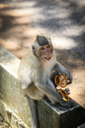 Picture of a monkey eating crackersの写真素材