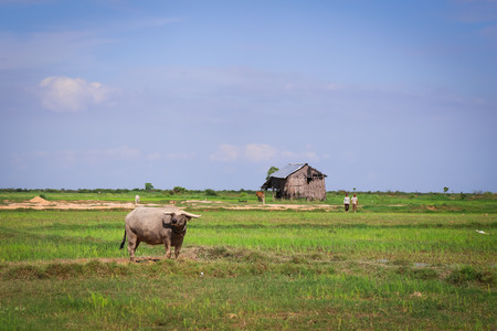 Picture of asian buffalo in Cambodiaの写真素材