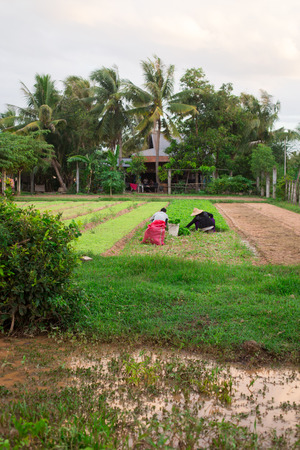 Two people working in the field in Asiaの写真素材