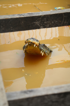 Picture of a big crocodile in Asiaの写真素材