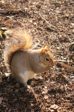 Picture of a squirrel in the parkの写真素材