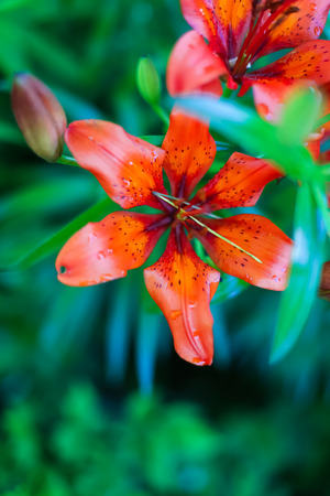 Closeup of a beautiful orange flower on green backgroundの写真素材