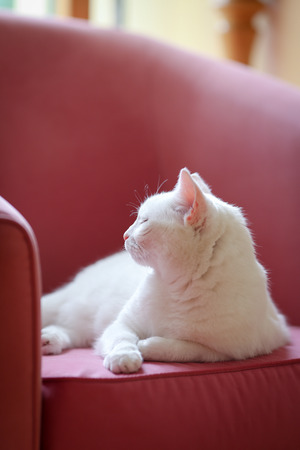 White cat relaxing on the pink sofa with closed eyesの写真素材