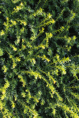 Close-up view of the evergreen fir treeの写真素材