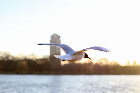Beautiful white seagull bird flying over the water on sunsetの写真素材