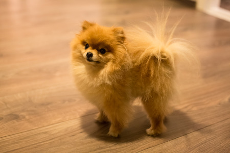 Little cute pomeranian spitz puppyの写真素材