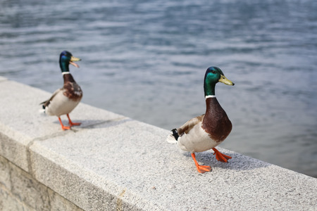 Two cute male walking near the lakeの写真素材
