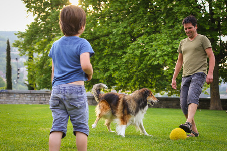 Father and son playing with a collie dog with a ball in the parkの写真素材