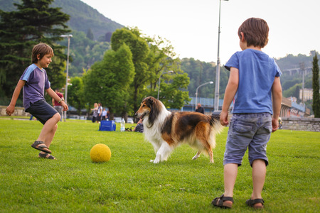 Two little boys playing with a collie dog with the ball in the parkの写真素材