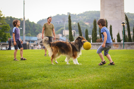 Father and two sons playing with a collie dog in the parkの写真素材