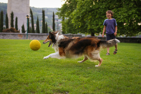 Young boy playing with a collie dog in the park with a ballの写真素材