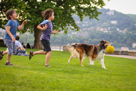 Two little boys playing with a collie dog with the ball in the parkの写真素材