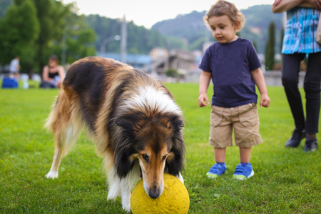 Young boy playing with a collie dog in the park with a ballの写真素材