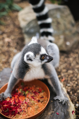 Cute lemur eating it's foodの写真素材