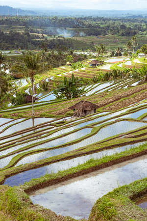 Beautiful multi-level rice terrace in Baliの写真素材