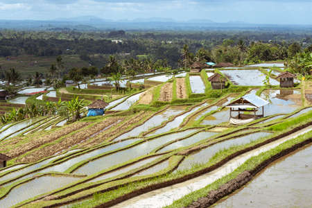 Beautiful multi-level rice terrace in Baliの写真素材