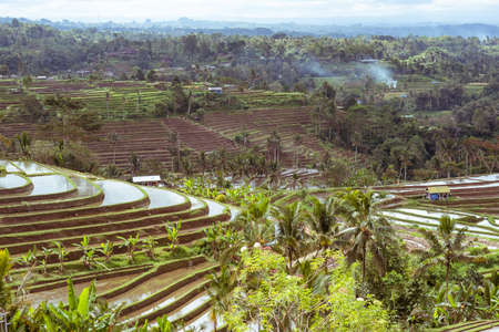 Beautiful multi-level rice terrace in Baliの写真素材