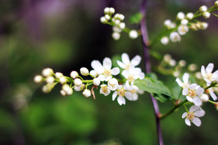 Flowering of a treeの写真素材