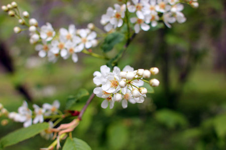 Flowering of a treeの写真素材