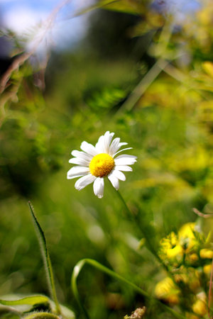 chamomileの写真素材