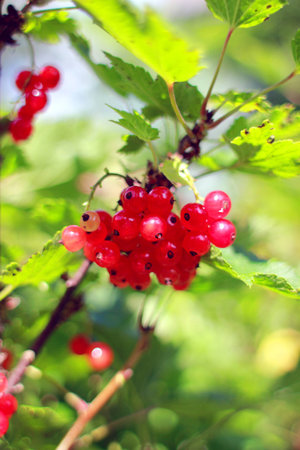 red currantの写真素材