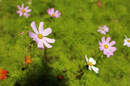 Composition of wild flowersの写真素材