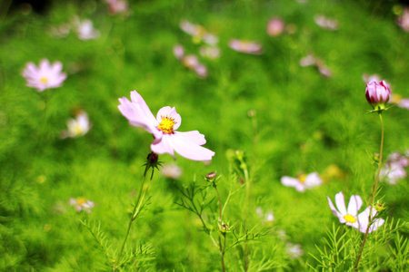 Composition of wild flowersの写真素材