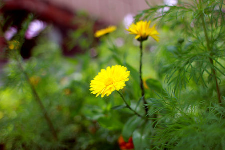 Composition of wild flowersの写真素材