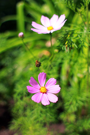 Composition of wild flowersの写真素材