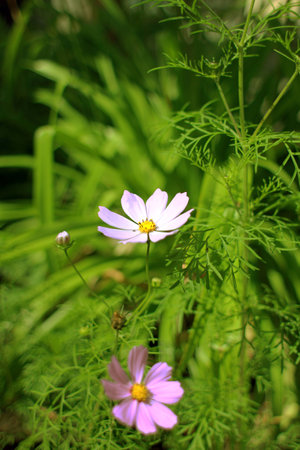 Composition of wild flowersの写真素材