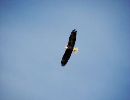 Soring High!