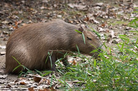 Kapibara eating green bamboo leaves.の写真素材