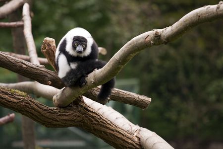 Leour on the tree branch.