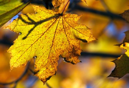 Yellow autumn maple leaves on the tree.