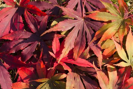 Autumn maple leaves on the groundの写真素材