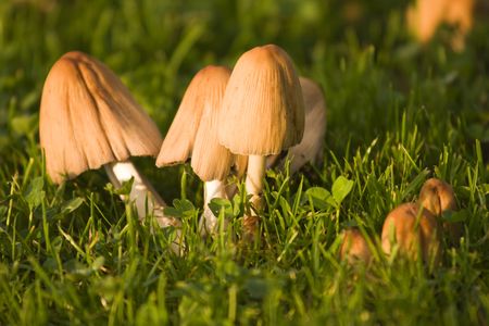 Backyard mushrooms in the grass.の写真素材
