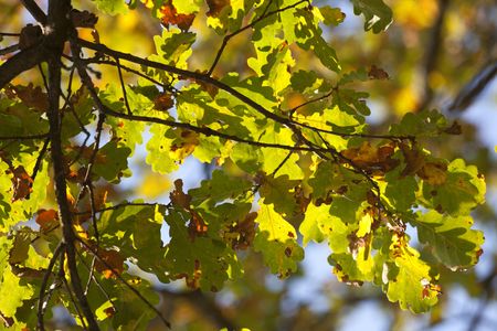 Autumn leaves of the oak tree against the blue sky.