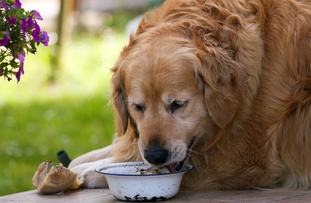 Golden retriever eating from his bowl.の写真素材