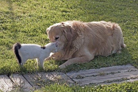 Domestic cat and golden retriever in the backyard.