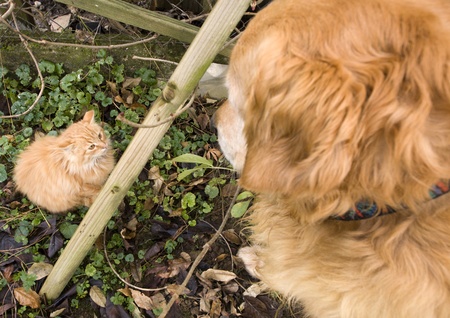 Golden retriever and orange domestic cat looking each other, face to face.の写真素材