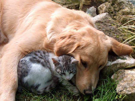 Best friends, cat and golden retriever.の写真素材